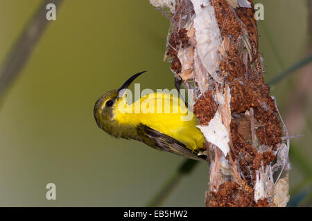 A becco giallo Sunbird (Cinnyris jugularis) raccolta di ragnatele per materiale di nesting Foto Stock