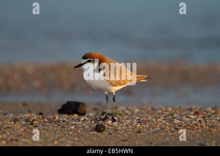 Red-capped Plover (Charadrius ruficapillus) Foto Stock