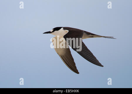 Fuligginosa Tern (sterna fuscata) - adulti in volo Foto Stock