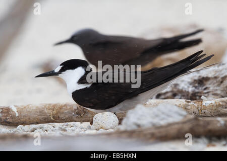 Adulto Fuligginosa Tern (sterna fuscata) Foto Stock