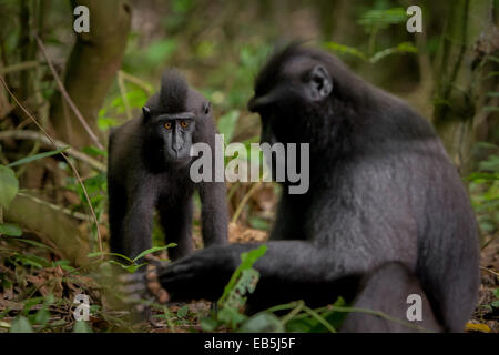 Un giovane macaco soldato nero (Macaca nigra) in primo piano di un anziano individuo nella Riserva Naturale di Tangkoko, Nord Sulawesi, Indonesia. Foto Stock