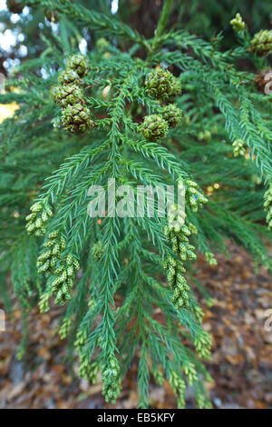 Appendere evergreen penduli dito come le foglie di giapponese Ceder albero con il maschio e la femmina di corpi fruttiferi Foto Stock