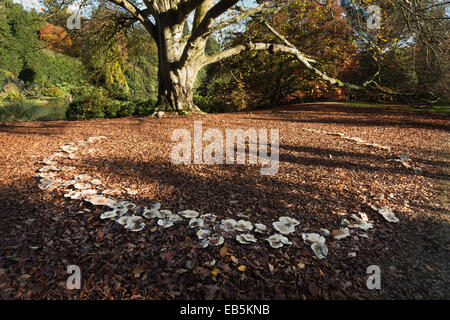 Grande magic folklore anello fata al di sotto di una coppia vecchio rame massiccio faggio in autunno autunno con la dura luce di sole Foto Stock