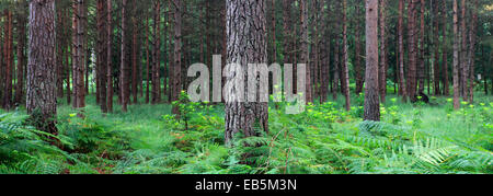 Alberi da bosco e le felci, Bianco Moor, New Forest National Park; Hampshire County; Inghilterra; Gran Bretagna, Regno Unito Foto Stock