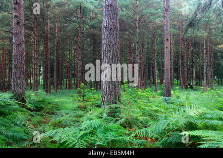 Alberi da bosco e le felci, Bianco Moor, New Forest National Park; Hampshire County; Inghilterra; Gran Bretagna, Regno Unito Foto Stock