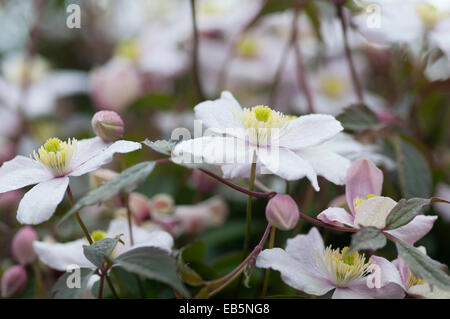 La CLEMATIDE MONTANA VAR RUBENS PERFEZIONE ROSA Foto Stock