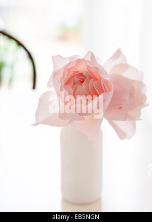 Due David Austin "generosi giardiniere' le rose rosa in un bianco bottiglia di latte sul tavolo bianco, sedia in legno e sfocata sullo sfondo di luce Foto Stock