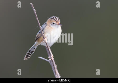 Non-allevamento Golden maschio con testa (Cisticola Cisticola exilis) Foto Stock