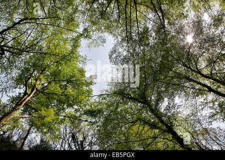 Dieci acri di legno; Foresta di Dean; molla; Regno Unito Foto Stock