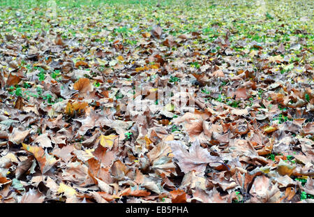 Scena autunnali di foglie essiccate caduto dalla struttura ad albero Foto Stock