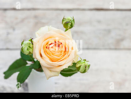 Albicocca pallido rosa a spruzzo in un bianco bottiglia di latte su un distressed tagliere in legno Foto Stock