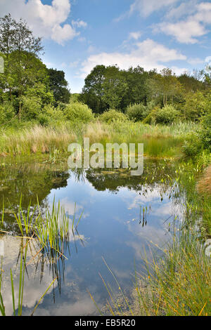 Washington Wetland Centre; Tyne and Wear, Regno Unito Foto Stock