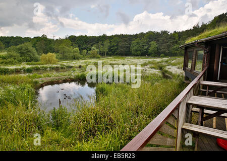 Washington Wetland Centre; Tyne and Wear, Regno Unito Foto Stock