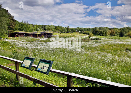 Washington Wetland Centre; Tyne and Wear, Regno Unito Foto Stock
