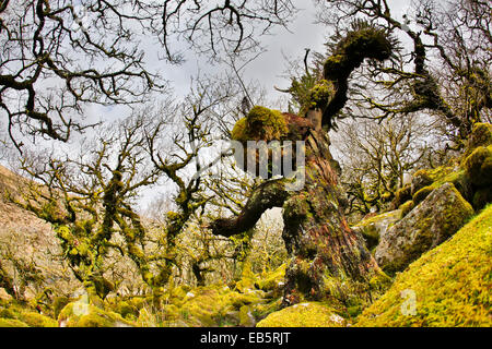 Wistman il legno;; Dartmoor Devon, Regno Unito Foto Stock