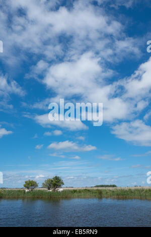 Il lago in Firesland, Paesi Bassi con acqua, verde prato e cielo blu con nuvole bianche Foto Stock