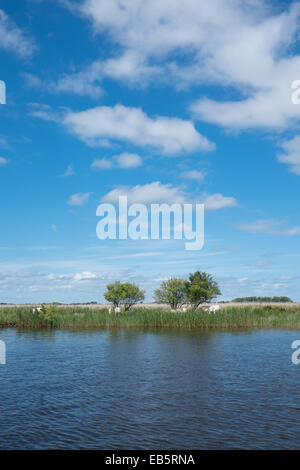 Il lago in Firesland, Paesi Bassi con acqua, verde prato e cielo blu con nuvole bianche Foto Stock