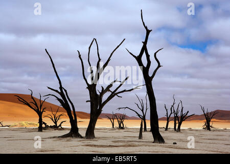 Dead Vlei in Sossusvlei National Park - Namib-Naukluft National Park, Namibia, Africa Foto Stock