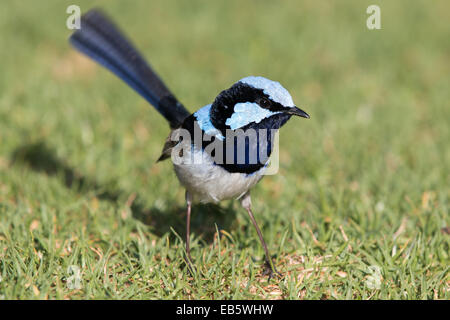 Maschio Fairywren superba (Malurus cyaneus) Foto Stock