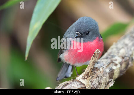 Rose Robin (Petroica rosea) Foto Stock