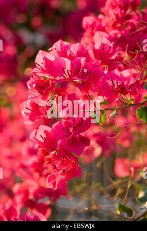 Stavros, Itaca, Isole Ionie, Grecia. Spettacolare esibizione di bougainvillea in un villaggio giardino. Foto Stock