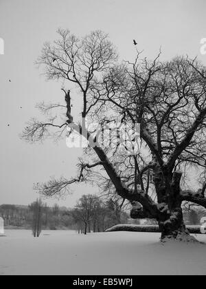 Castagno coperto di neve spessa nel parco naturale su Bowood country estate nel Wiltshire, Regno Unito Foto Stock