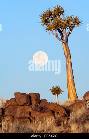 Ore del sorgere presso la faretra Tree (Aloe dichotoma) foresta - Keetmanshoop, Namibia, Africa (immagine composita con Luna) Foto Stock