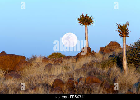 Ore del sorgere presso la faretra Tree (Aloe dichotoma) foresta - Keetmanshoop, Namibia, Africa (immagine composita con Luna) Foto Stock