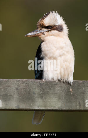 Ridendo Kookaburra (Dacelo novaeguineae) arroccato su una recinzione di legno Foto Stock