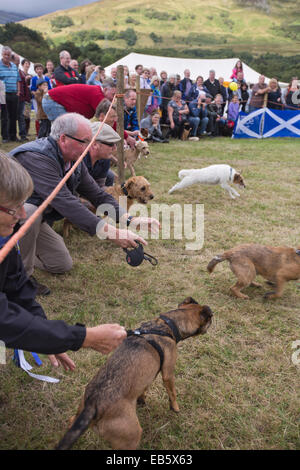 Un terrier dog race in corso al Dalmally Società Agricola mostra a Dalmally, Argyll and Bute, Scozia. Foto Stock