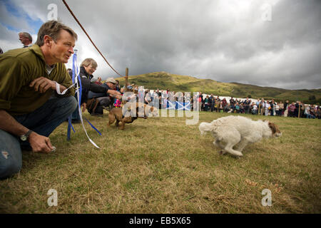 Un terrier dog race in corso al Dalmally Società Agricola mostra a Dalmally, Argyll and Bute, Scozia. Foto Stock