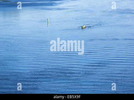 Veduta aerea di un uomo che rema una barca a remi / skiff / dinghy al fiume Leppävirta , Finlandia Foto Stock