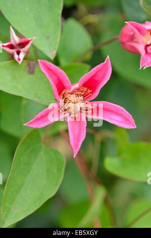 Crimson clematis (Clematis texensis "princess diana' syn. clematis texensis "principessa di Galles') Foto Stock