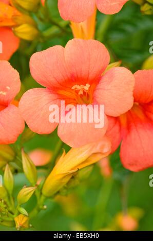 La tromba di superriduttore (campsis radicans) Foto Stock