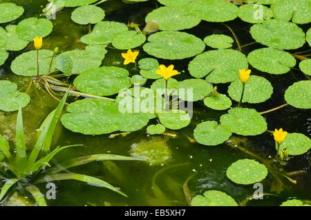 Orlata giglio di acqua (nymphoides peltata) e acqua soldato (stratiotes aloides) Foto Stock