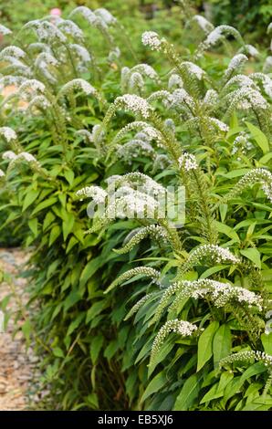 Collo d'oca (loosestrife lysimachia clethroides) Foto Stock