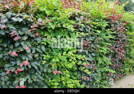 Carpino comune (Carpinus betulus) e rame faggio (Fagus sylvatica purpurea "') Foto Stock