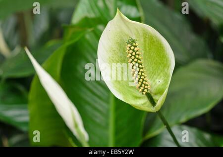 La pace lily (spathiphyllum) Foto Stock