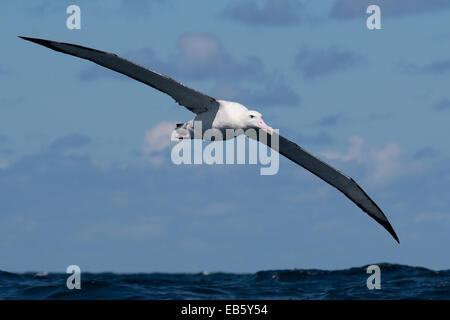 Albatro errante (Diomedea exulans) volare sopra l'Oceano Pacifico Foto Stock