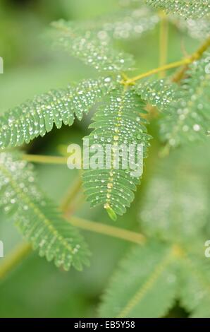 Impianto sensibili (mimosa pudica) Foto Stock