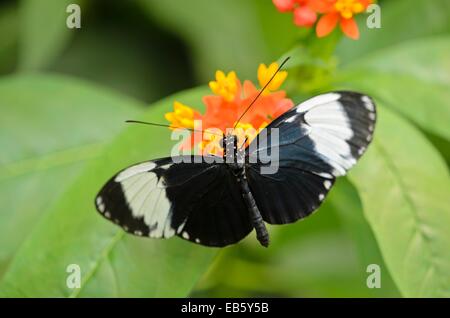 Sapho heliconius e scarlatto milkweed (asclepias curassavica) Foto Stock