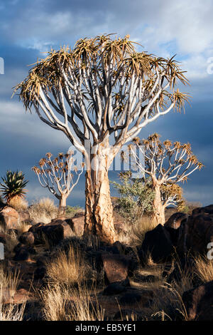 Faretra Tree (Aloe dichotoma) foresta - Keetmanshoop, Namibia, Africa Foto Stock