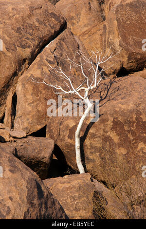 Lone Tree in rocce al Mowani Mountain Camp - Twyfelfontein, Namibia, Africa Foto Stock