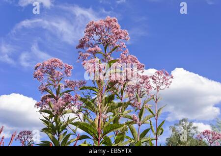 Avvistato joe-pye weed (eupatorium maculatum syn. eutrochium maculatum) Foto Stock