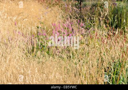 Capelli tufted erba (deschampsia cespitosa 'tardiflora') Foto Stock