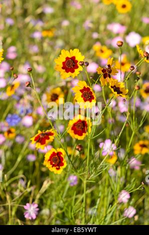 Golden tickseed (coreopsis tinctoria) Foto Stock