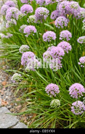 Mouse l'aglio (allium angulosum) Foto Stock