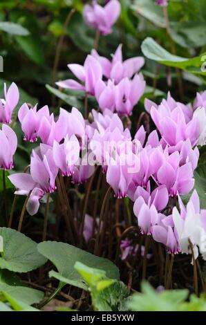 Edera-lasciava ciclamino (cyclamen hederifolium syn. cyclamen neapolitanum) Foto Stock