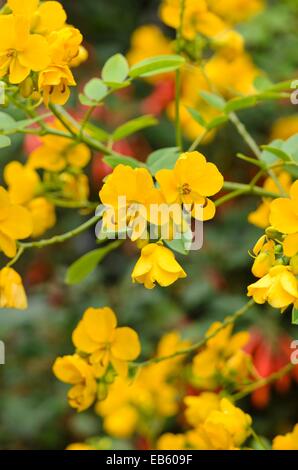 Senna argentina (senna corymbosa syn. cassia corymbosa) Foto Stock