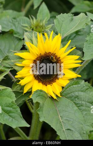 Comune di girasole (Helianthus annuus " choco sun") e api (Apis) Foto Stock